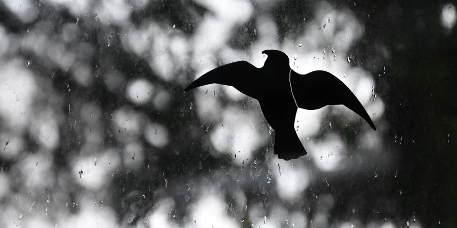 Ein Vogel-Aufkleber an einer Fensterscheibe: Werden sie aussen angebracht, erkennen die Vögel sie besser.