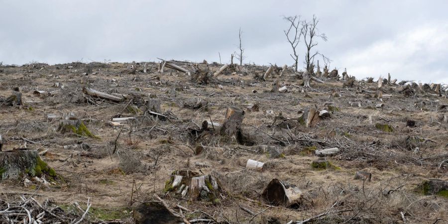 Früher war der Dillenberg im Taunus mit Fichten bedeckt.