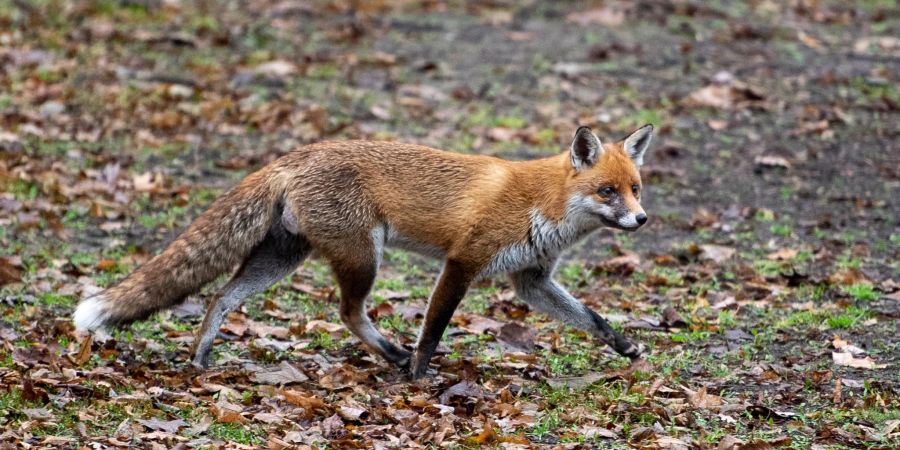 In Deutschland gibt es die ersten Nachweise des Vogelgrippe-Virus H5N1 bei Füchsen.