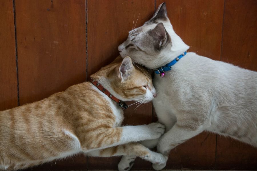 Katzen kuscheln auf Holzboden