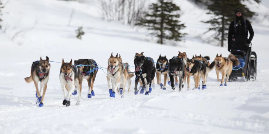 Musher und sein Hundeschlittenteam fahren am Rainy Pass Checkpoint, während des Iditarod-Rennens.