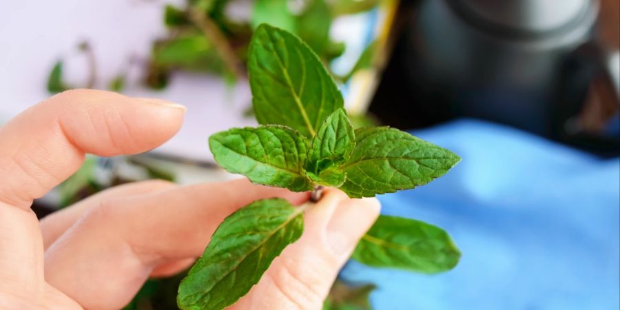 Werden aromatische Lebensmittel erhitzt, etwa Minze, Zitrone oder Zimt, wirken sie als natürliche Düfte im Heim.