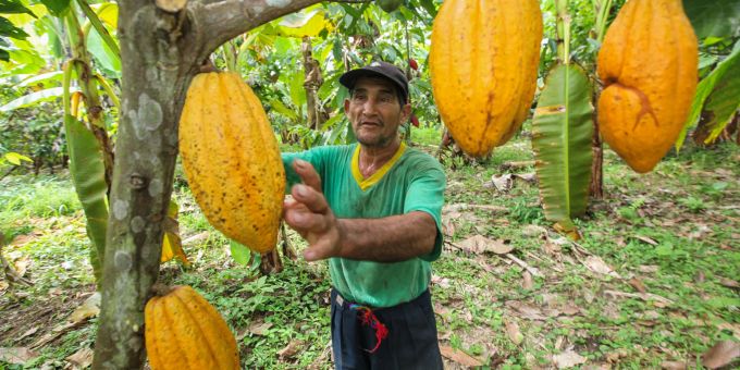 Ein Kakaobauer erntet die Früchte auf einer Farm in Peru. Kakao