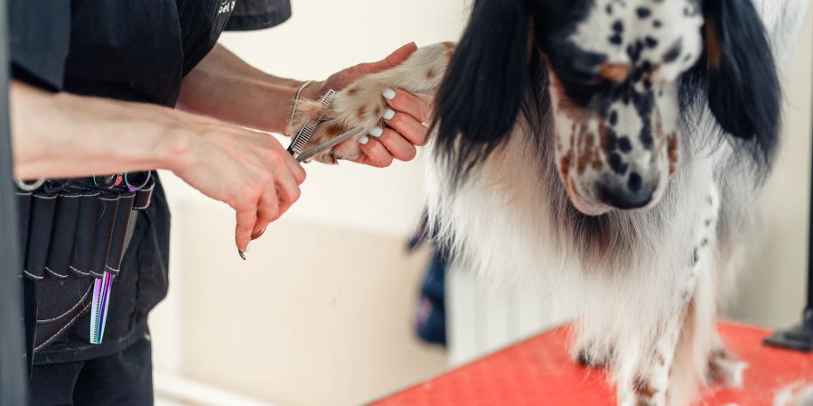 Hund im Hundesalon, Fellkürzung, Fellpflege