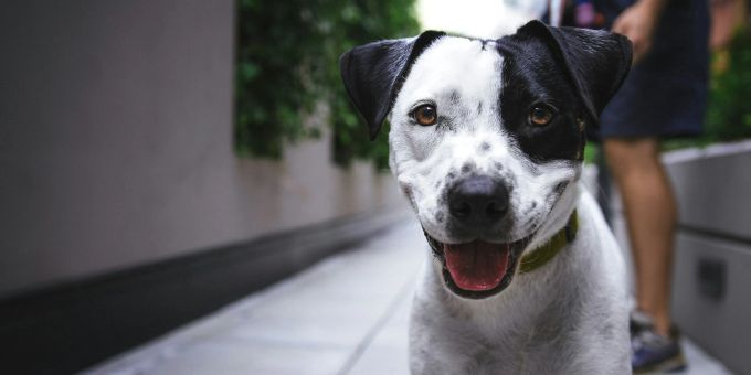Einer von vier Hunden erkrankt im Laufe seines Lebens an Krebs. Mit einer neuartigen Impfung konnte in klinischen Studien die Überlebenschance der Vierbeiner fast verdoppelt werden. hund krebs impfung