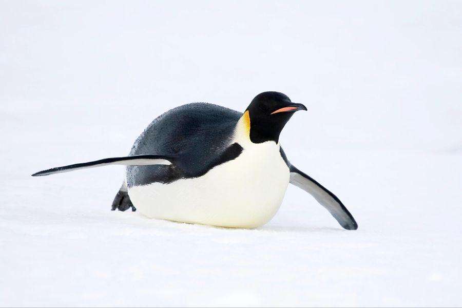 Pinguin Eis Schnee Bauch