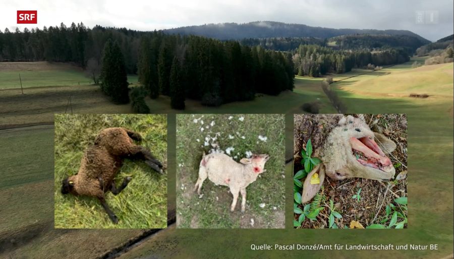 Im Berner Jura gab es 2023 insgesamt 16 Risse, nur einer davon bei einer geschützten Herde.