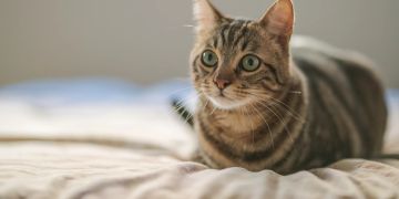 Wachsame Katze auf dem Bett
