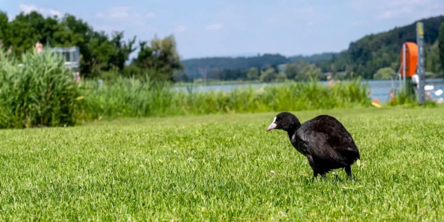 Schweizer Freibad / Badi. (Symbolbild)
