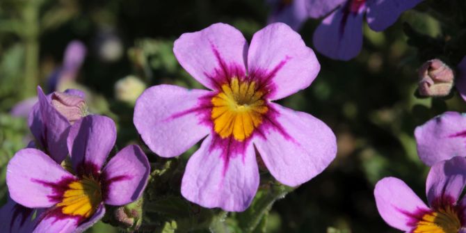 Blume Blüte lavendelfarben gelb