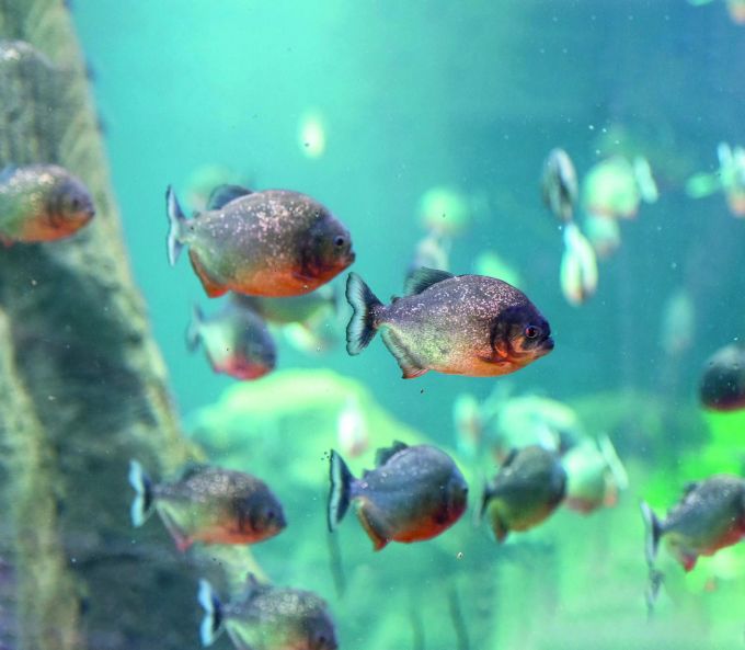 Schön bissig: Piranhas. Piranhas