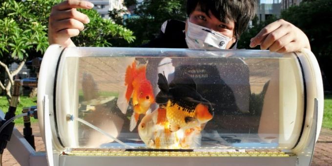 Der Taiwaner Huang mit seinem Goldfisch-Becken Der Taiwaner Huang mit seinem Goldfisch-Becken