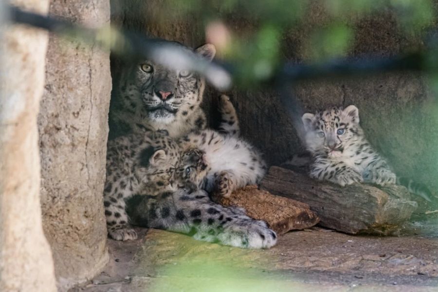 Den Schneeleoparden im Zoo Basel geht es gut.