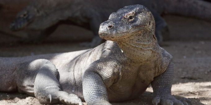 Ein Komodowaran im Zoo in Indonesien. Komodowaran
