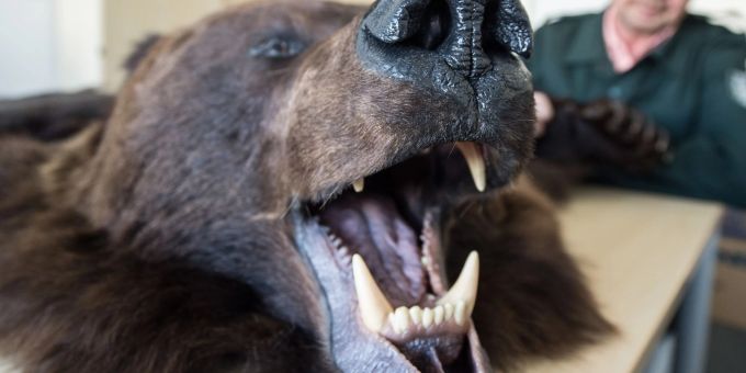 Vom Zoll beschlagnahmt wurde dieser präparierte Braunbär, der in den Räumen des Zollfahndungsamtes in Frankfurt am Main (Hessen) gezeigt wird. Vom Zoll beschlagnahmt wurde dieser präparierte Braunbär, der in den Räumen des Zollfahndungsamtes in Frankfurt am Main (Hessen) gezeigt wird.