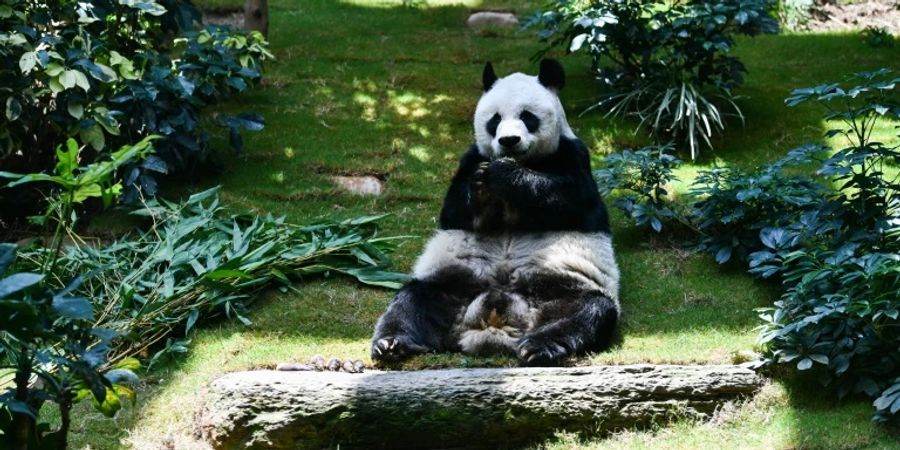 An An war mit 35 Jahren der älteste männliche Panda