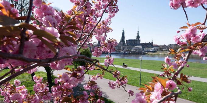 Eine Zierkirsche blüht vor der Altstadtkulisse in Dresden. Das Wetter wird am Wochenende jedoch wechselhaft. Eine Zierkirsche blüht vor der Altstadtkulisse in Dresden. Das Wetter wird am Wochenende jedoch wechselhaft.