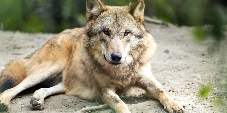 Ein Wolf im Zoo Zürich. Abschüsse wildlebender Tiere sollen nach dem Willen des Parlaments künftig einfacher möglich sein. (Archivbild)