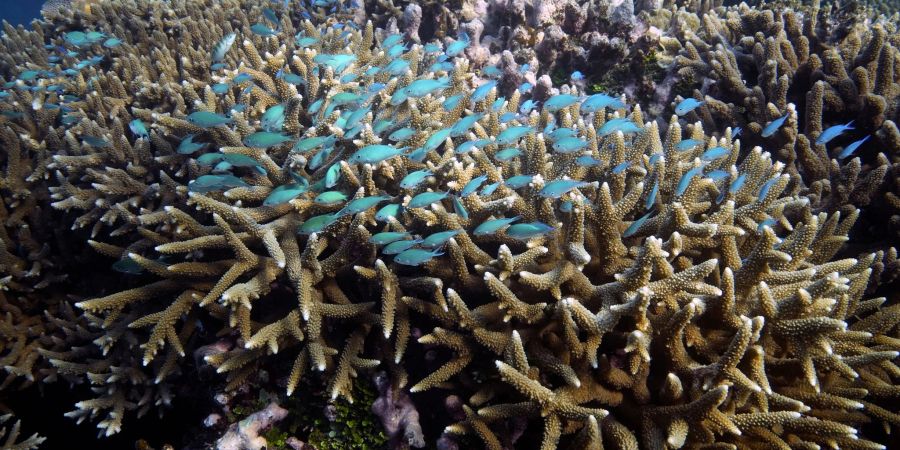 Ein Fischschwarm schwimmt über Korallen vor der Küste von Queensland im Osten Australiens.