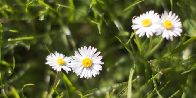 Gänseblümchen Grünliberale