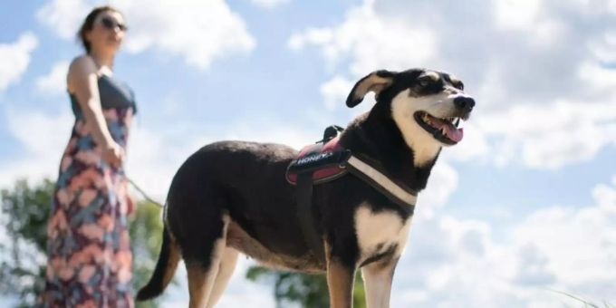 Das Bundeslandwirtschaftsministerium will strengere Regeln für eine artgerechte Hundehaltung einführen. Sie sollen auch vorgeben, wie oft der Hund vor die Tür kommt. Foto: Nicolas Armer/dpa Das Bundeslandwirtschaftsministerium will strengere Regeln für eine artgerechte Hundehaltung einführen. Sie sollen auch vorgeben, wie oft der Hund vor die Tür kommt. Foto: Nicolas Armer/dpa
