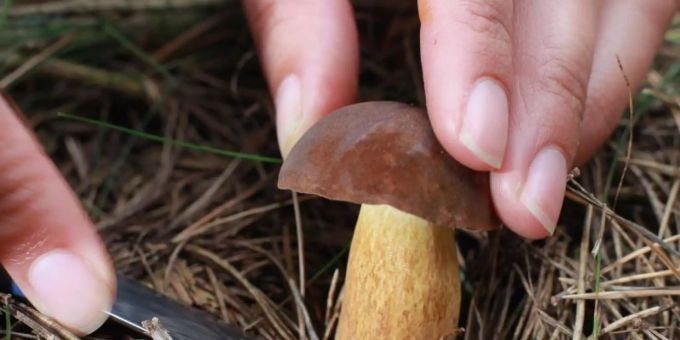 Die Pilzsaison ist in vollem Gange. Pilz