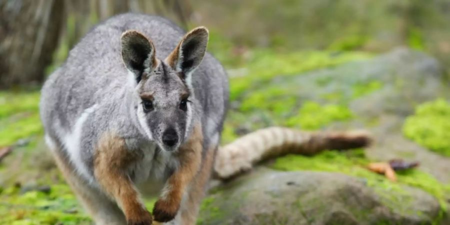 Wallaby in einem Zoo