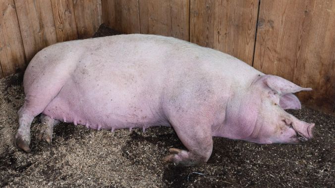 Herr Nüssli lässt sich's gut gehen.