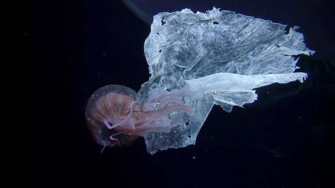 Eine Qualle (Pelagia noctiluca) schwimmt neben Plastikmüll in der Nähe des Hafens von Salina in Italien. Umweltschutz