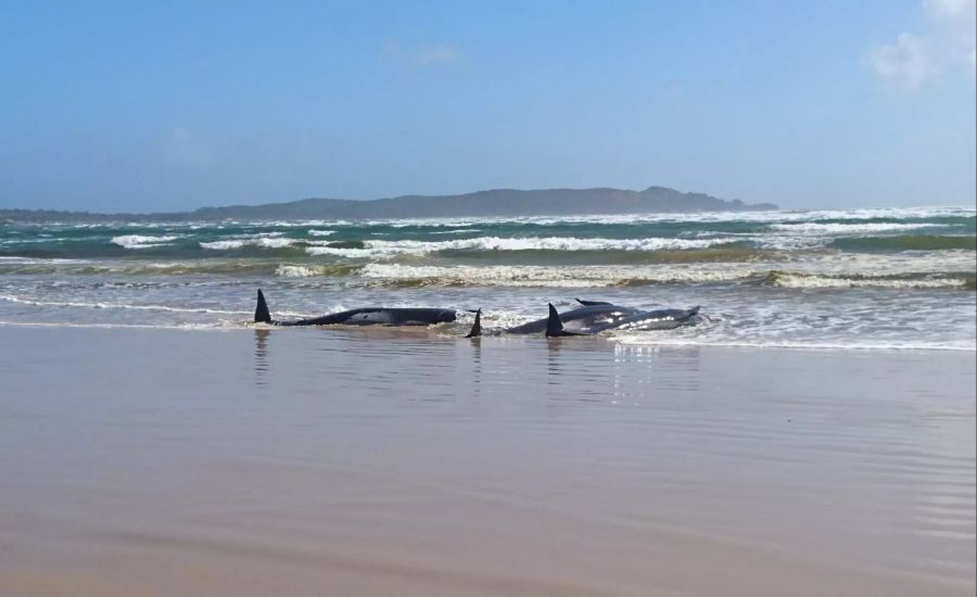 Wale an Westküste Tasmaniens gestrandet