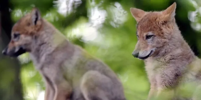 Funf Wolfswelpen Im Waadtlander Jura Geboren