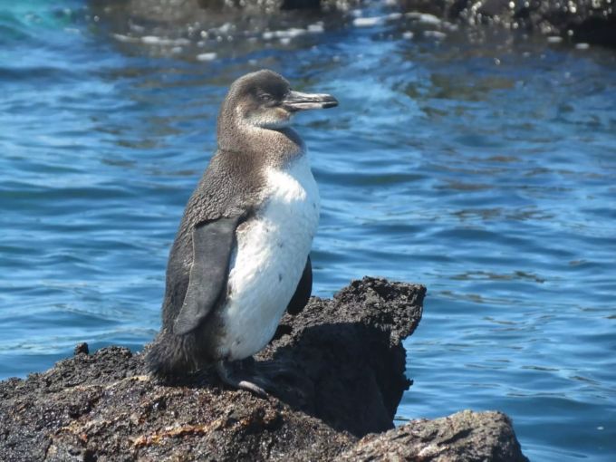 Ein Galapagos-Pinguin. Galapagos-Pinguin