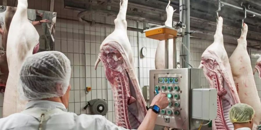 Schweinehälften passieren einen der Kontrollterminals im Zerlegebereich eines Schlachthofs in Niedersachsen. Foto: picture alliance / Ingo Wagner/dpa