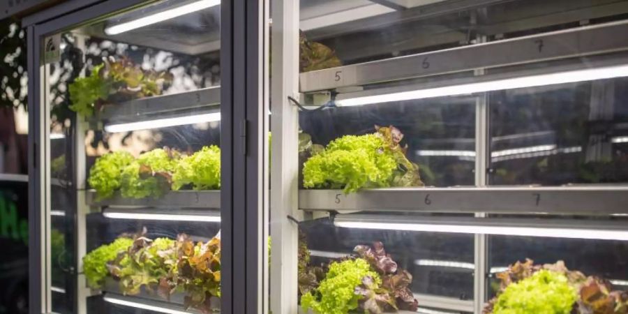Im Nürnberger Ortsteil Almoshof steht jetzt ein Salat-Automat. Der Salat wird in Rinnen bewässert und wird dem Kunden auf Knopfdruck vollautomatisch ausgegeben. Foto: Daniel Karmann/dpa