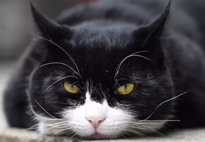 Palmerston im Jahr 2016. Palmerston