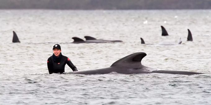 Eine Frau steht neben einem gestrandeten Grindwal, bei dem Versuch dem Tier zu helfen, im Hafen von Macquarie im Wasser. Wale Tasmaniens