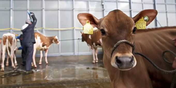 Neue Entdeckung - Erhöhen Rindfleisch und Kuhmilch das Krebsrisiko?