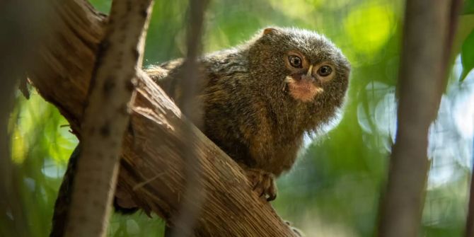 tierpark bern, dählhölzli + bärenpark