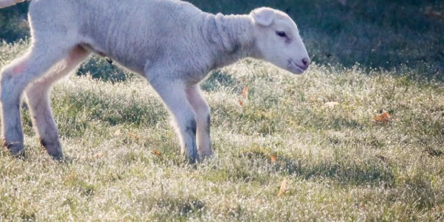 Böse Überraschung für einen Walliser Schafhalter: Rund 40 seiner Jungtiere wurden ihm vor Ostern gestohlen. (Archivbild)