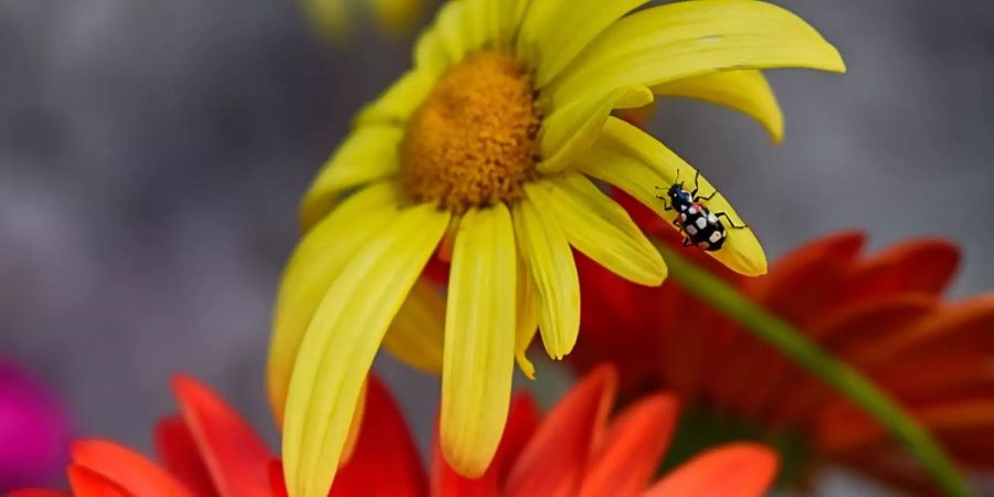 Biodiversität