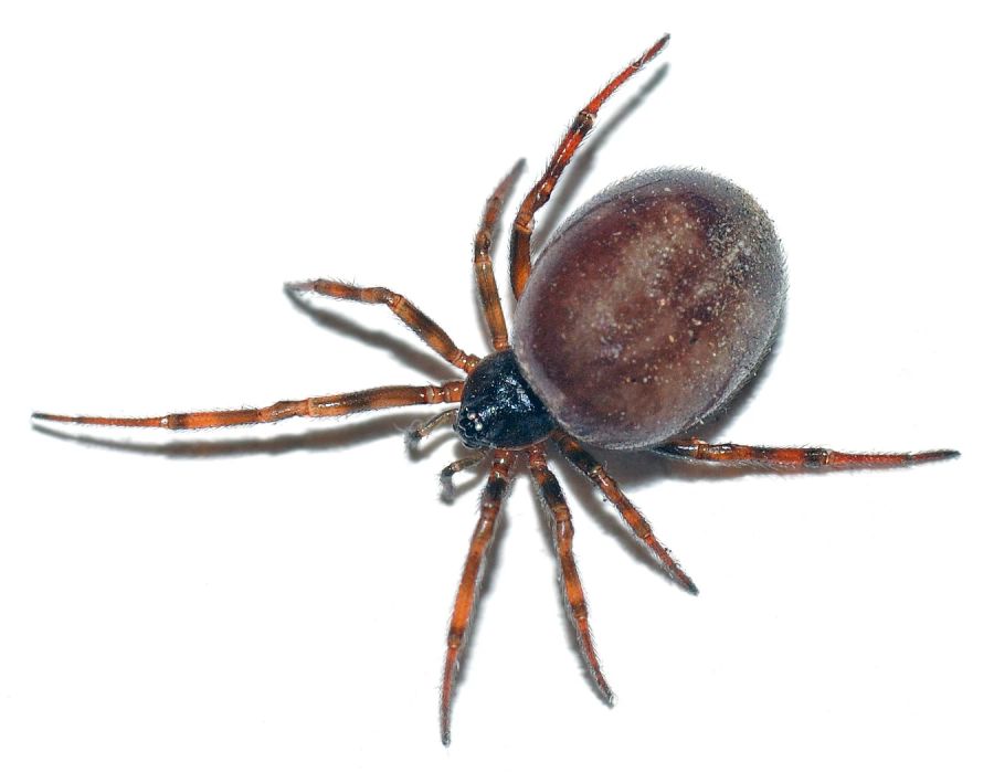 Eine Spinne aus der Familie der Kugelspinnen. Diese Spinnen sind erkennbar an ihrem kugelförmigen Hinterteil.