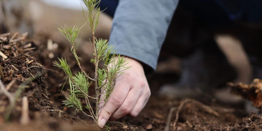 In den vergangenen acht Jahren wurden dank Ecosia 200 Millionen Bäume gepflanzt.