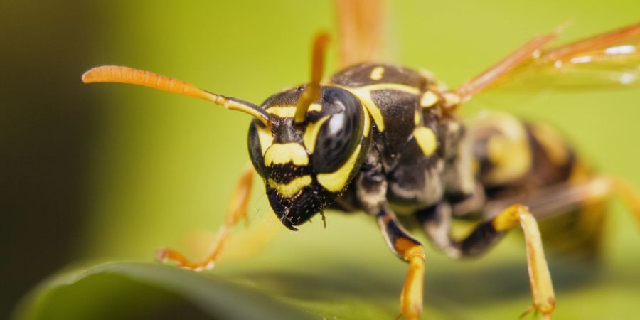 Garten Schädlinge nützlich