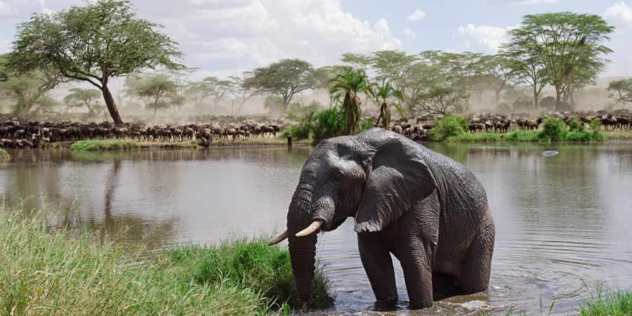 Elefant im See dahinter eine Herde Wasser Buffalos.