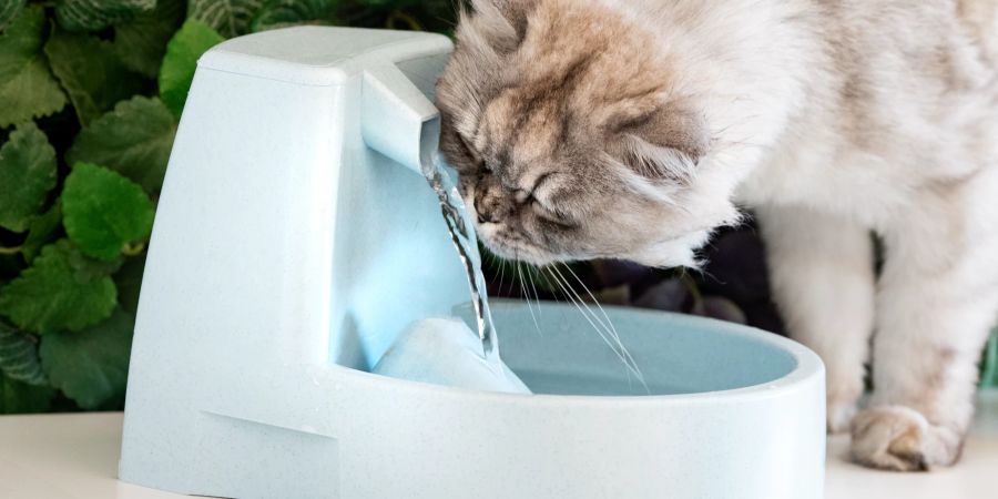 Bei mehreren Katzen im Haushalt sollten auch mehrere Wasserquellen verfügbar sein.