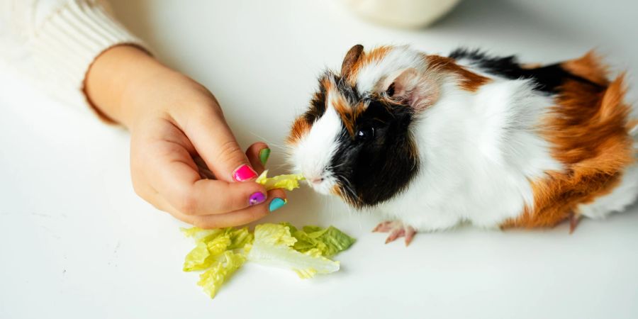 Meerschweinchen isst Salat
