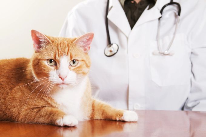 Eine Untersuchung beim Tierarzt ist wichtig, um mögliche gesundheitliche Gründe auszuschliessen. Katze, Tierarzt