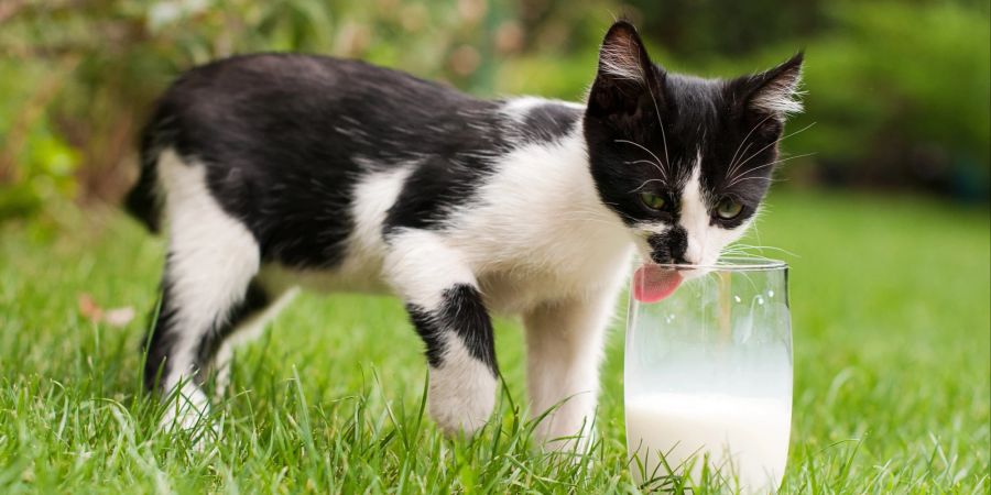 Katze trinkt Milch