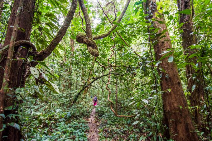 Ein Stück unberührter Regenwald auf Borneo. Bruno Manser Fonds