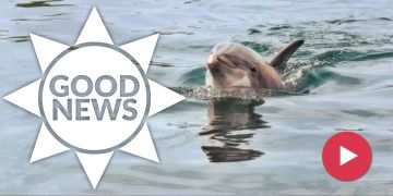 Delfin